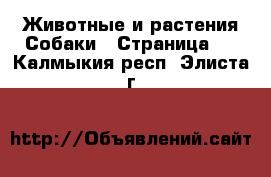 Животные и растения Собаки - Страница 6 . Калмыкия респ.,Элиста г.